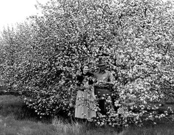 couple standing near blossoming tree