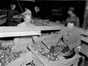 women organizing apples