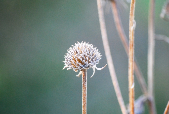 Image of the spent flower or seedhead of Helianthus grosseserratus (Sawtooth Sunflower) taken in the late afternoon..
