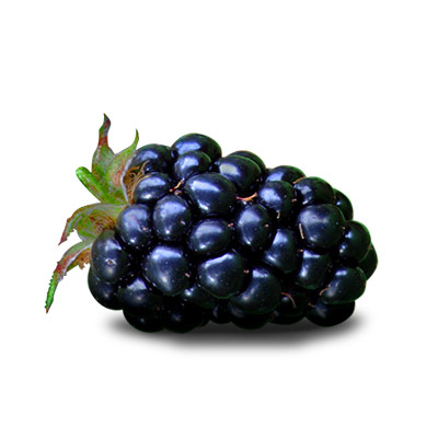 cherokee blackberry