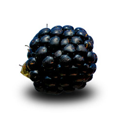navajo blackberry