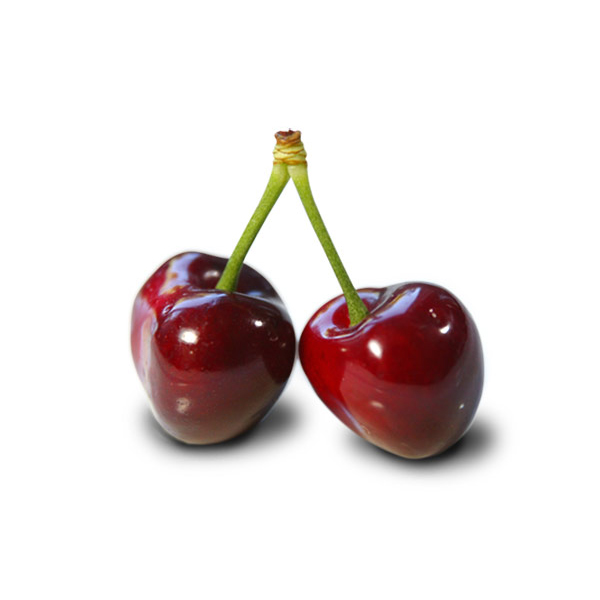 balaton cherries