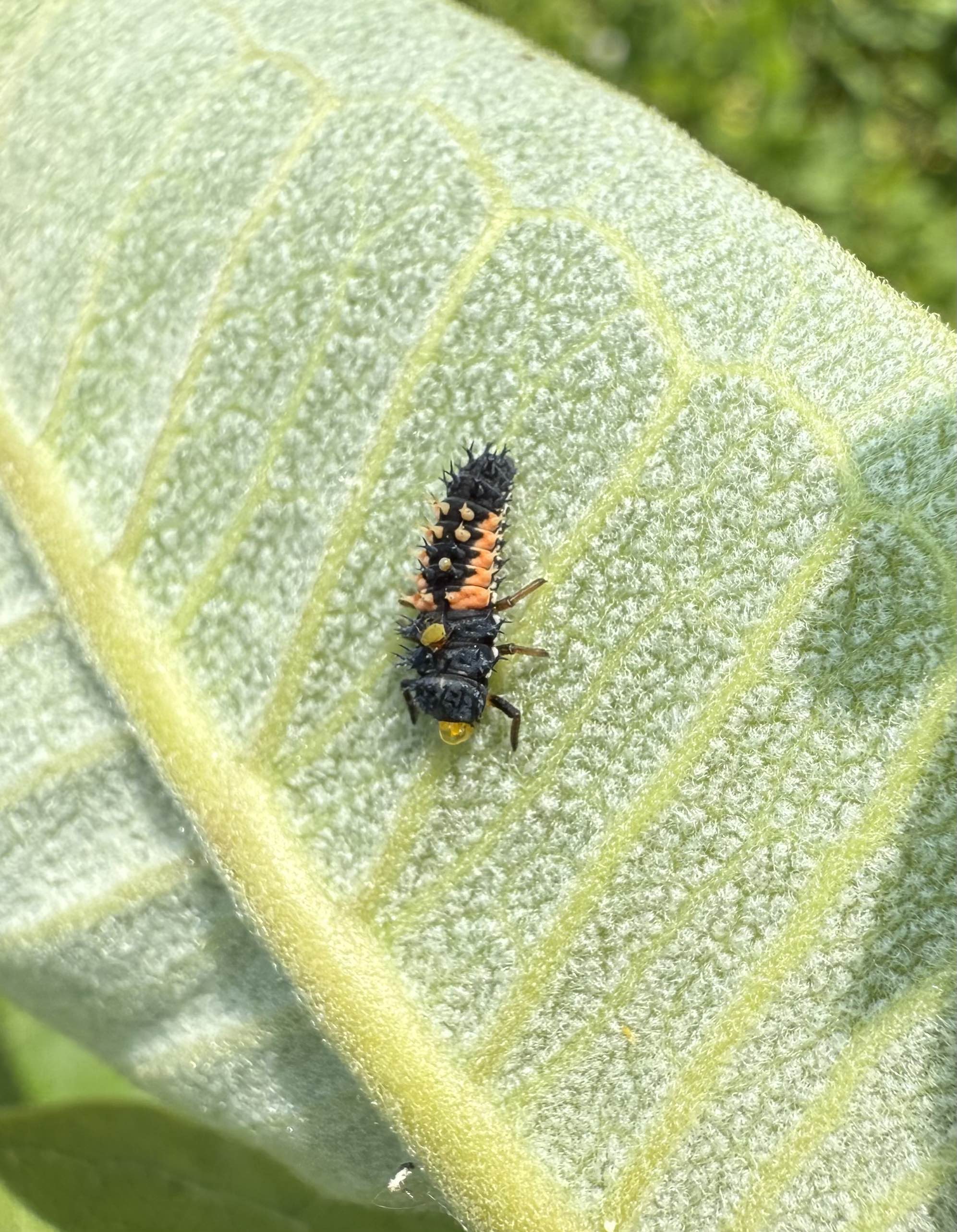 Larva