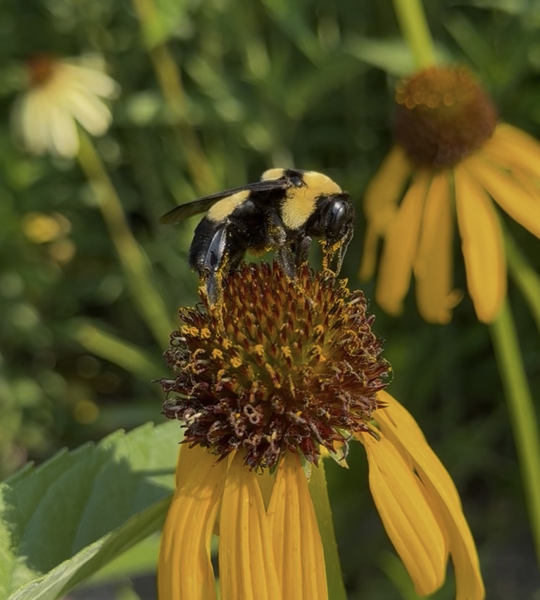 Southern Plains Bumble Bee