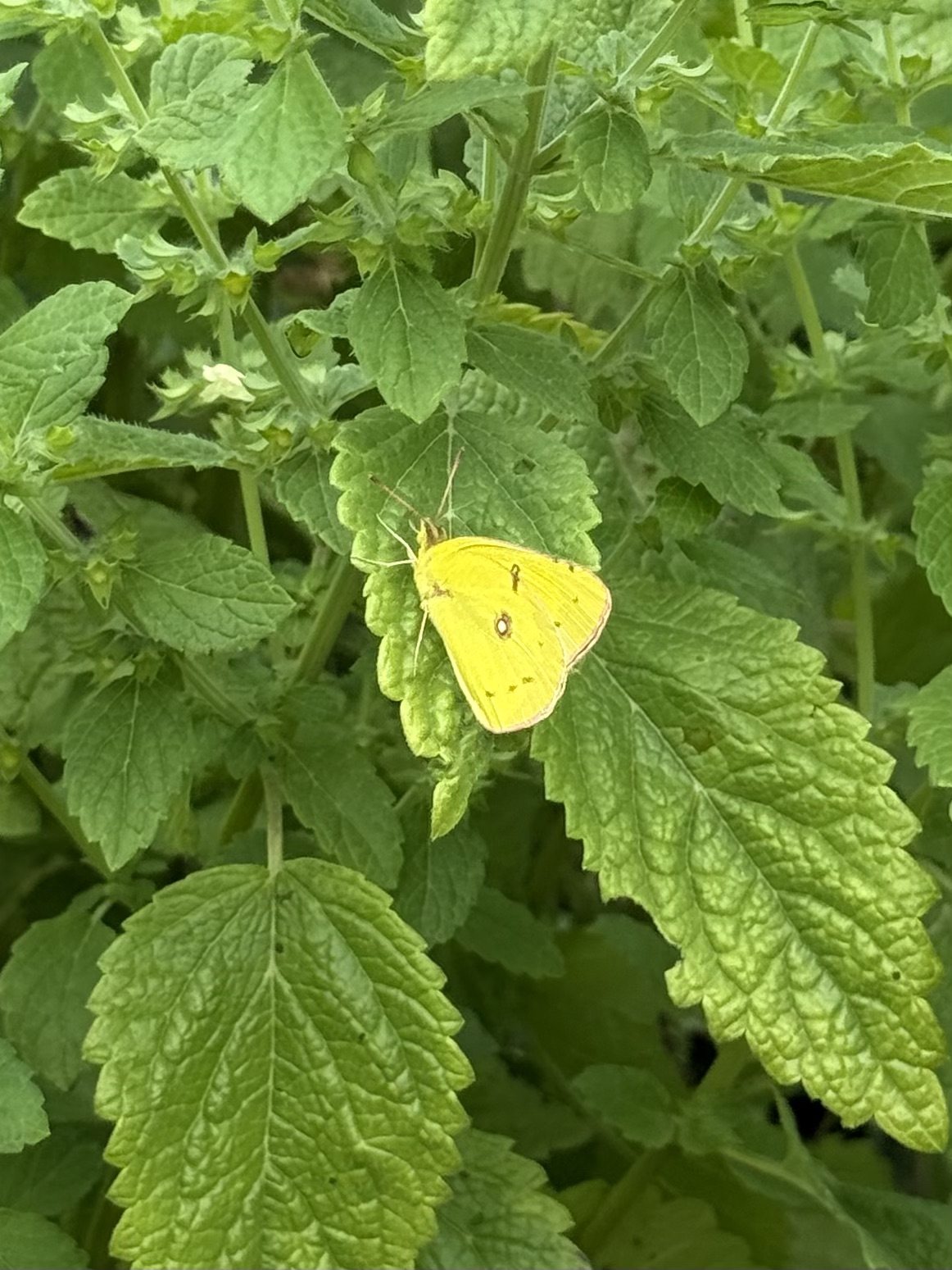Butterfly