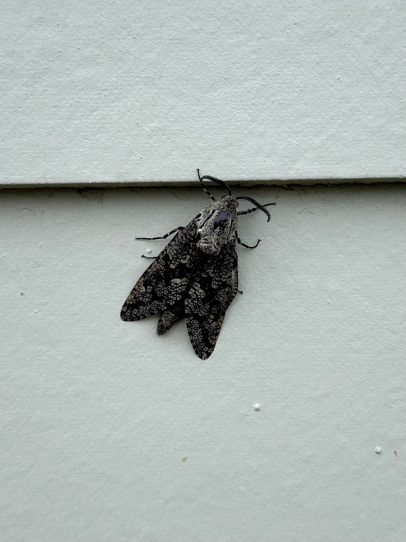 Moth