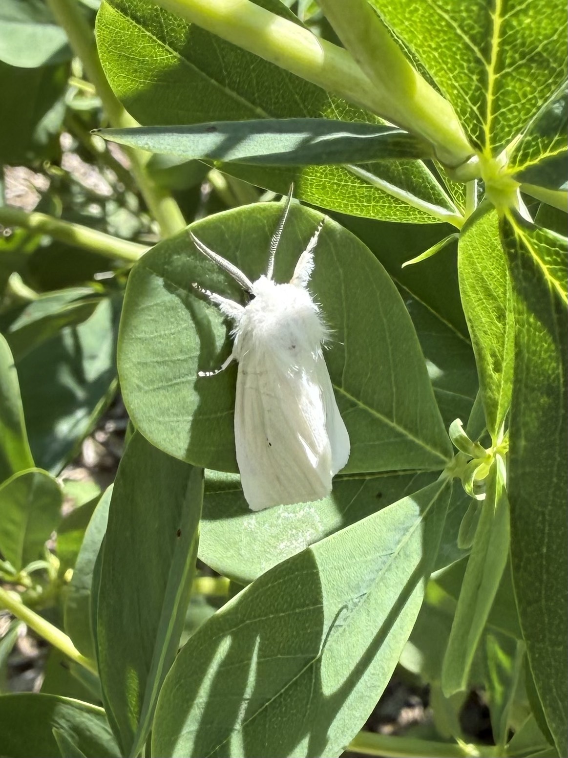 Moth
