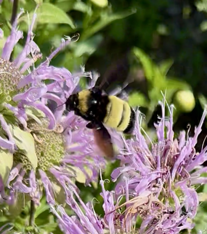 American Bumble Bee