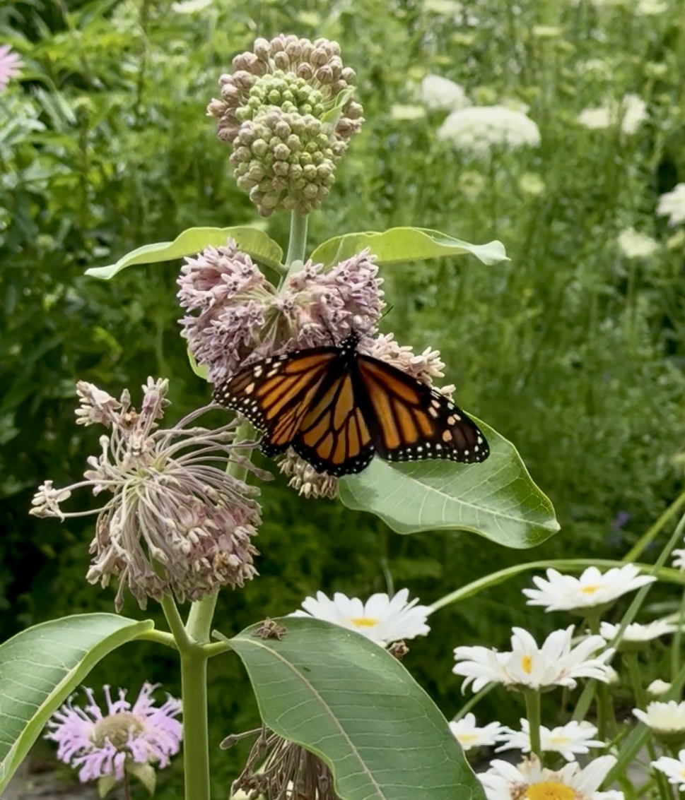 Monarch on Milkweed
