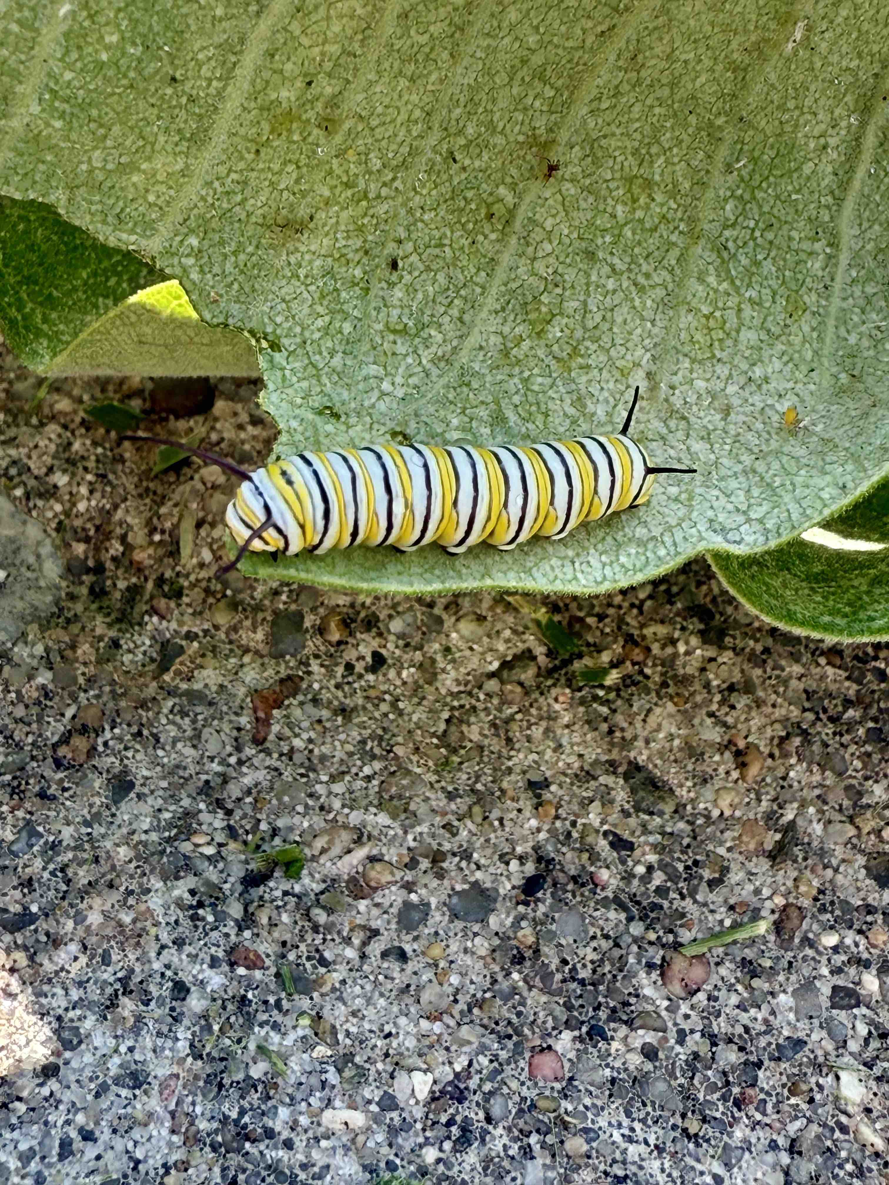 Monarch caterpillar