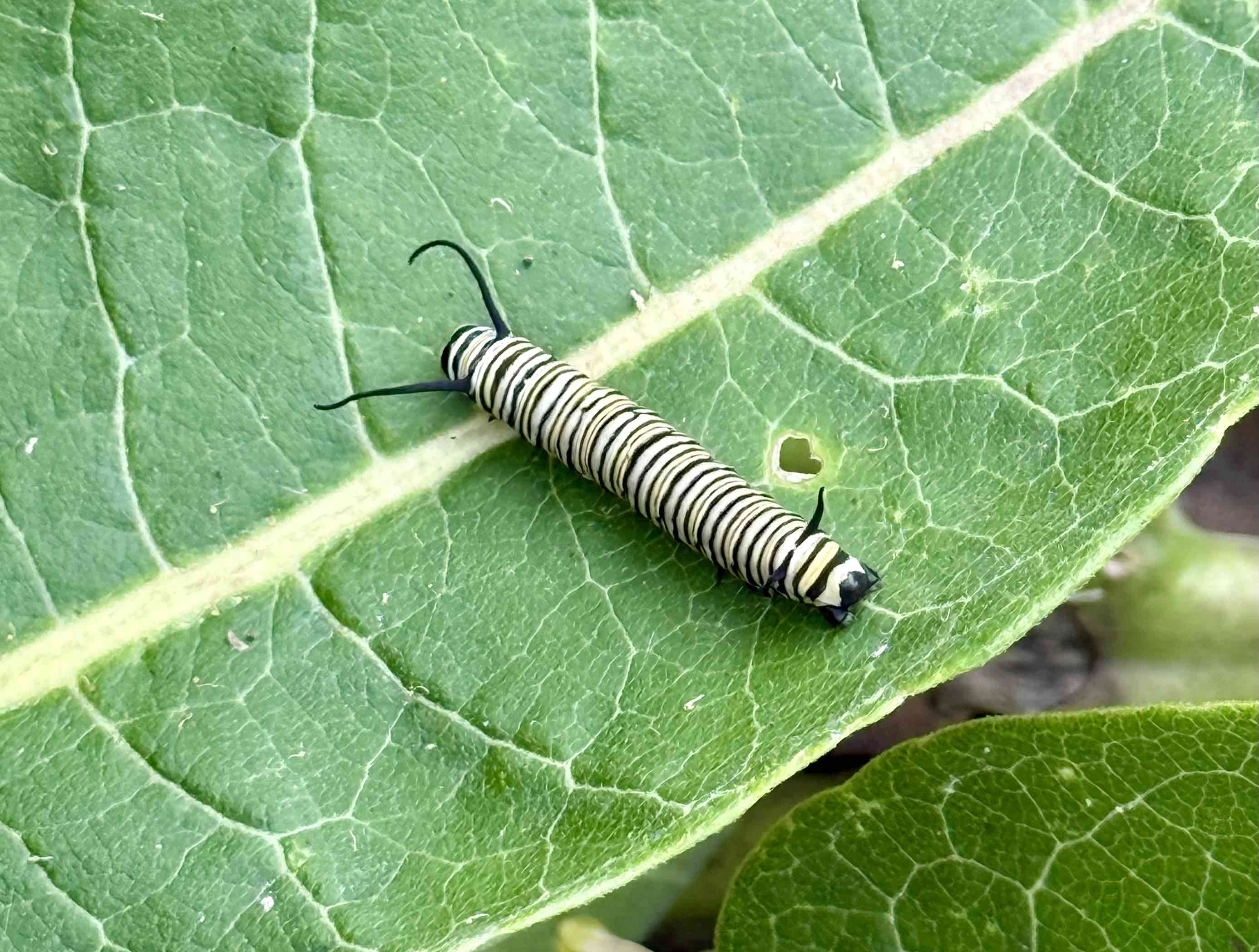 Monarch Caterpillar on a Common Milkweed Leaf