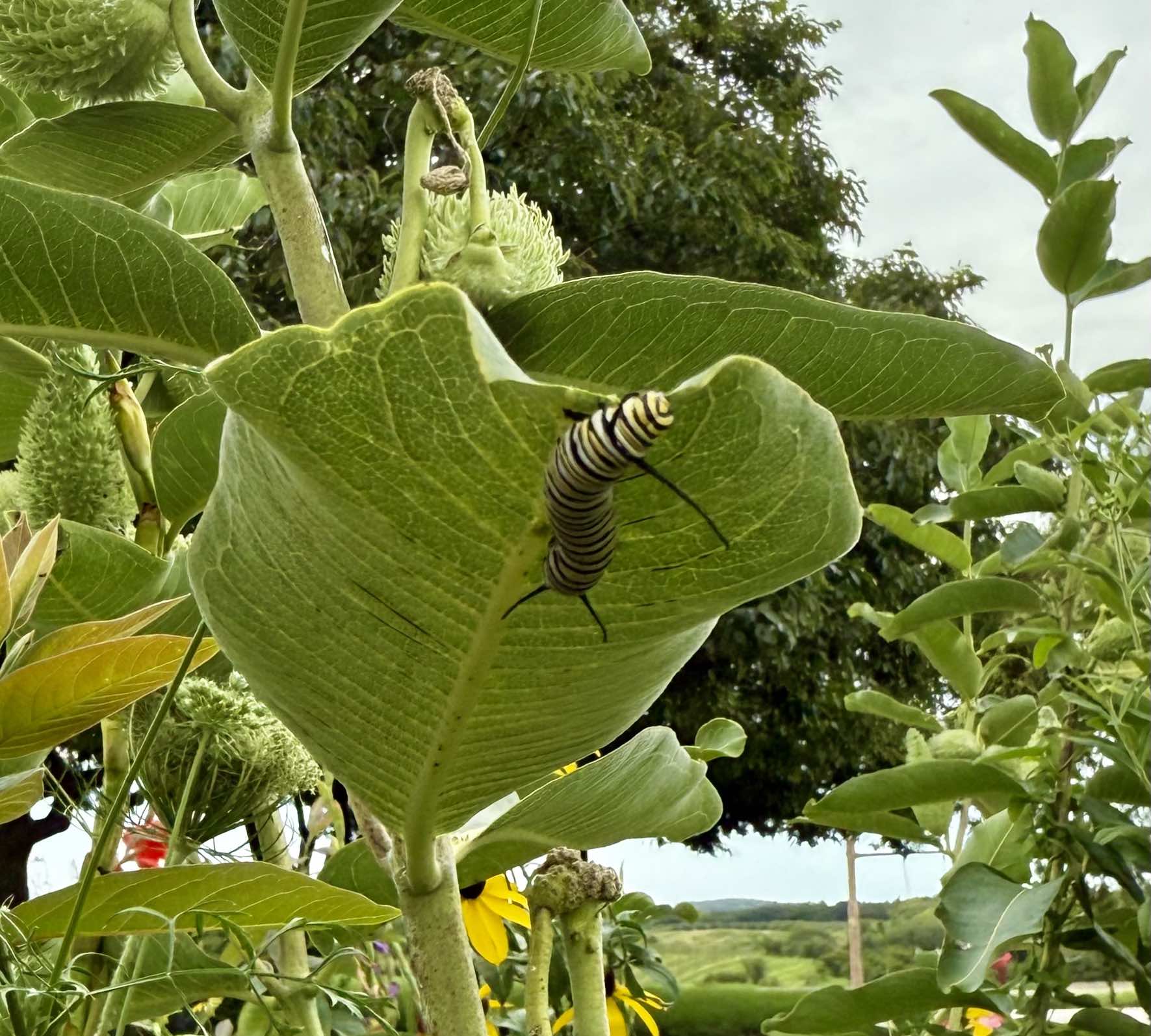 Monarch Caterpillar