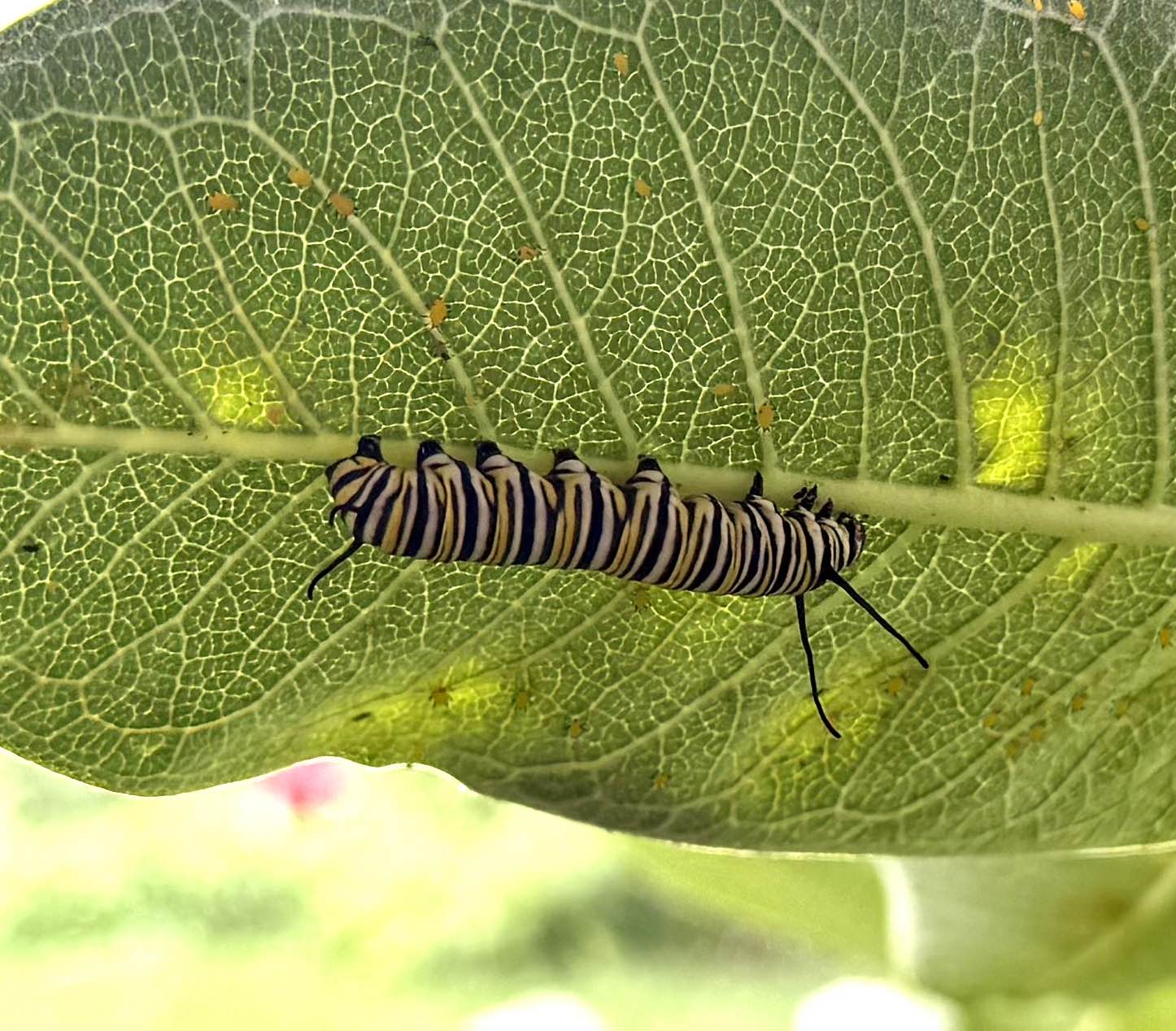 Monarch Caterpillar