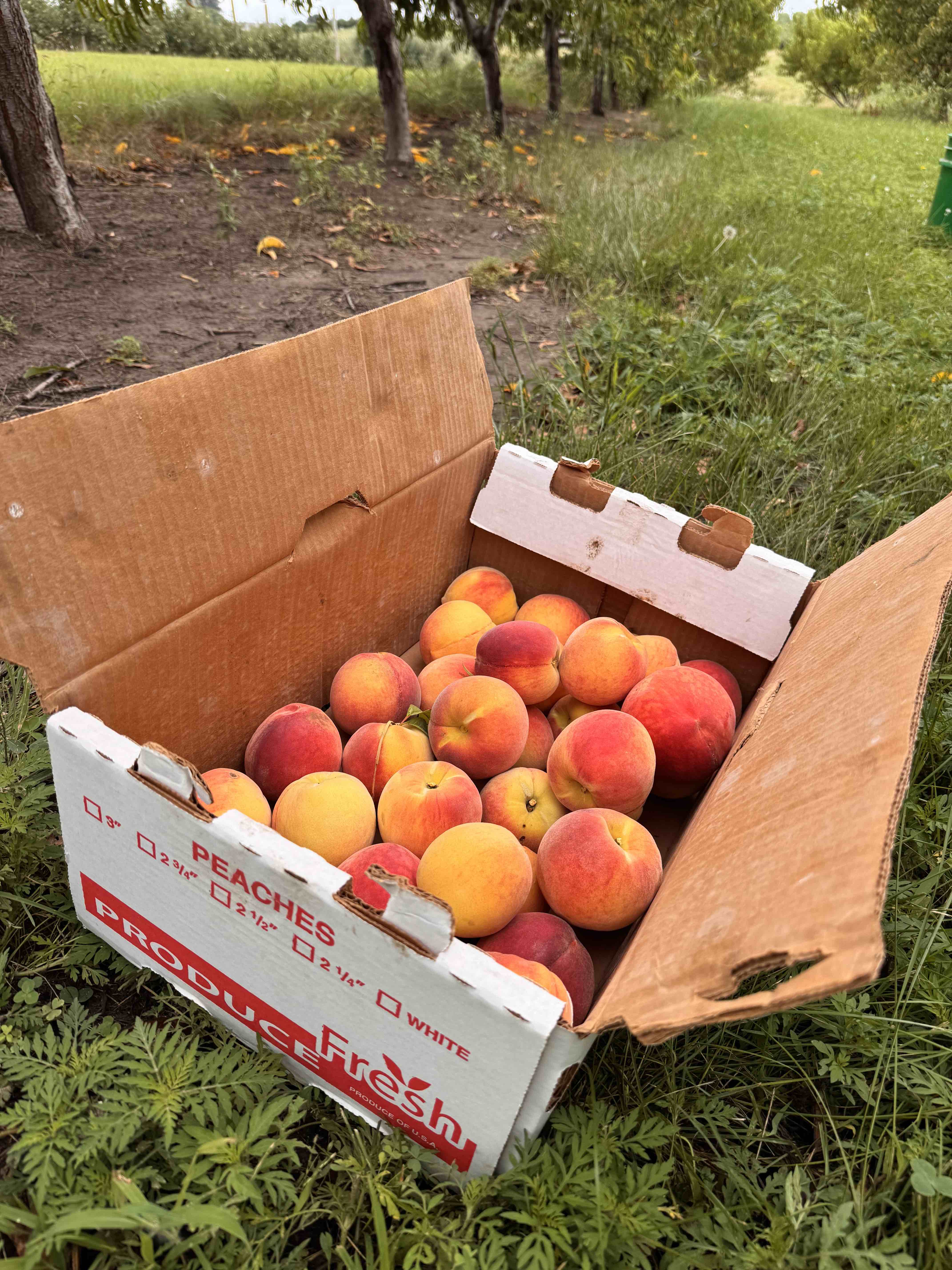 Box of Peaches
