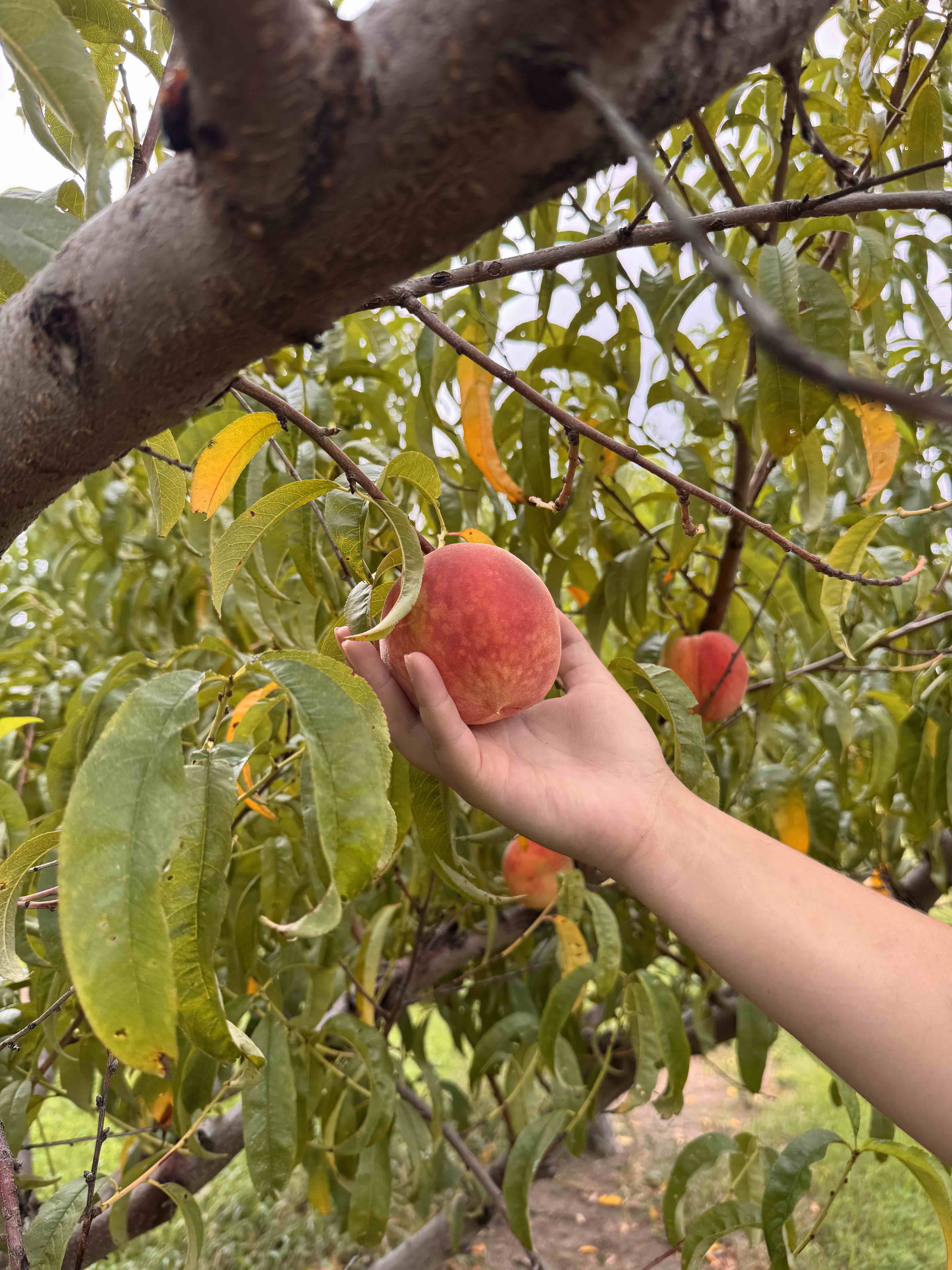Peaches