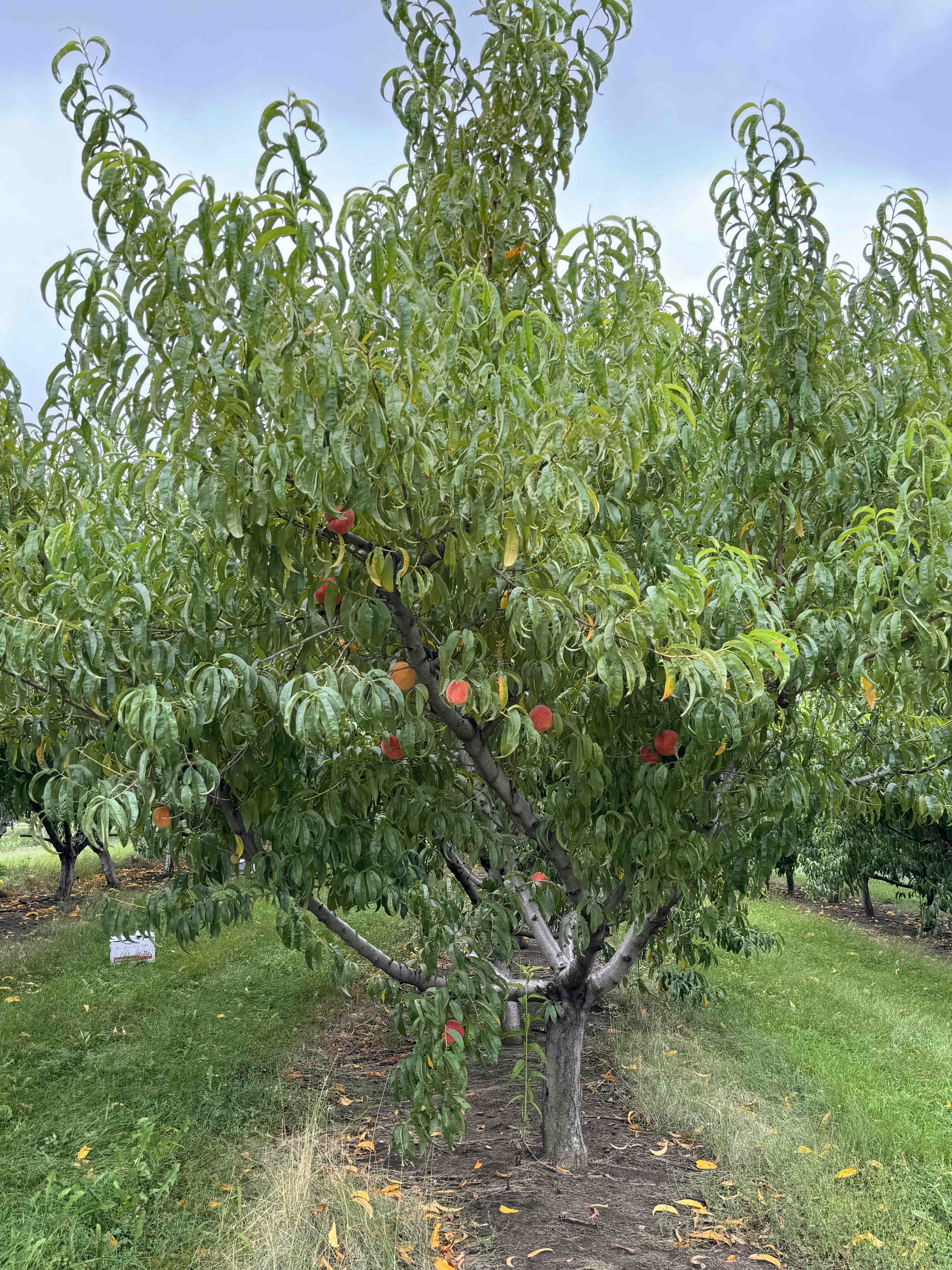 Peach Tree