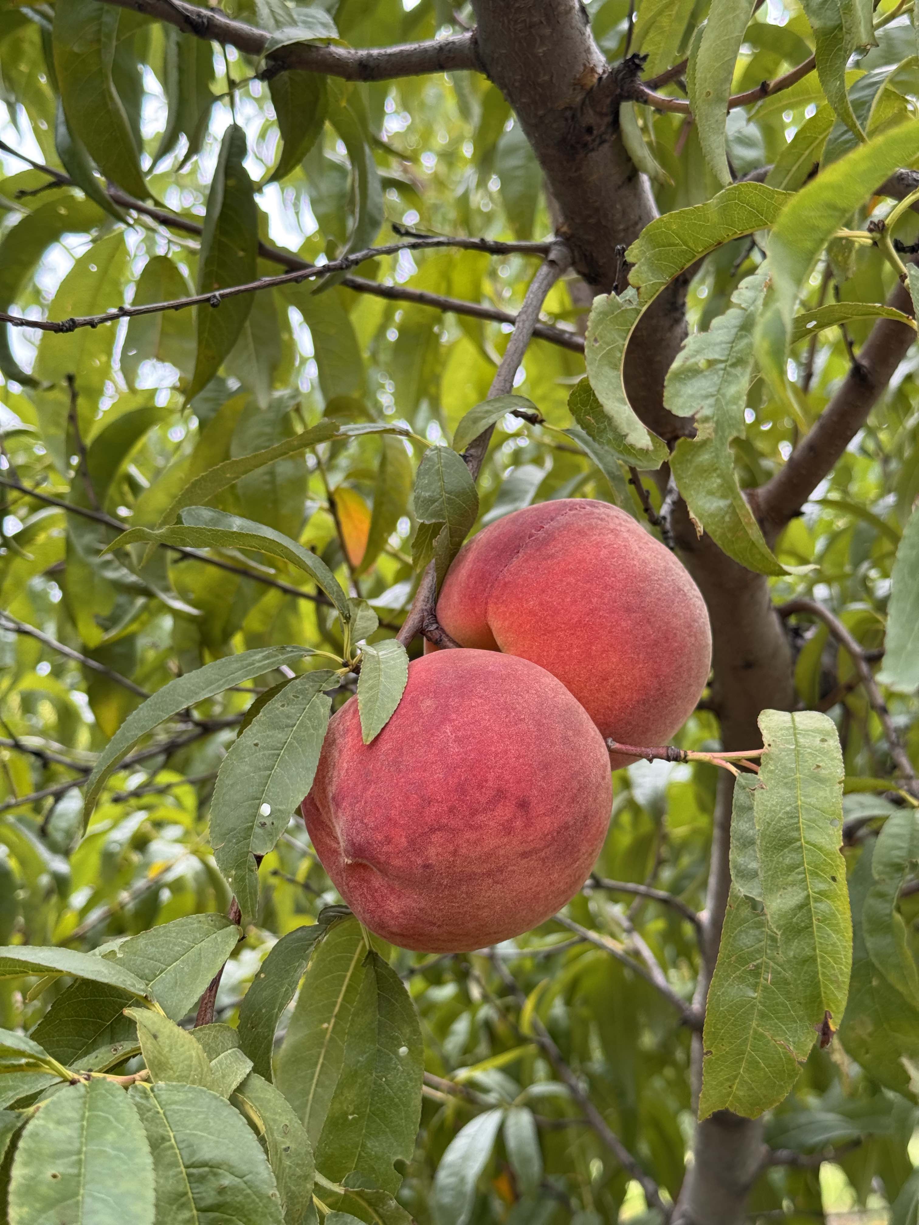 Peaches