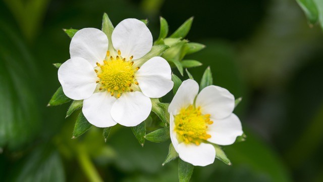 blooms