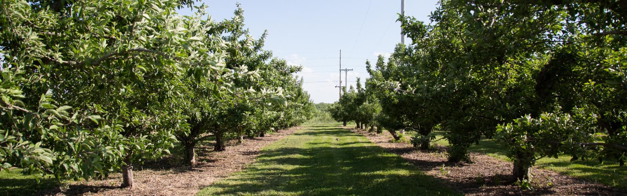 orchard rows