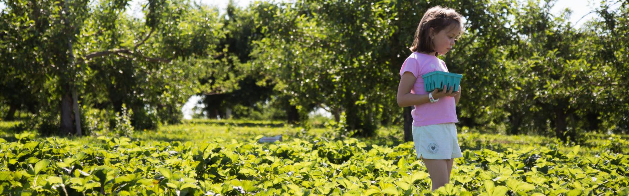 picking fruit