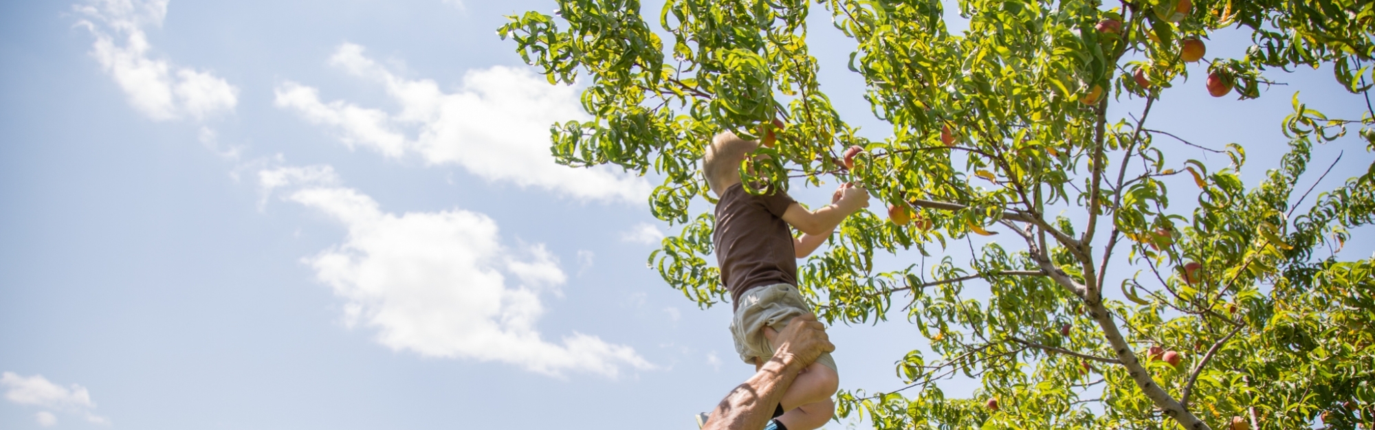 Child picking apples