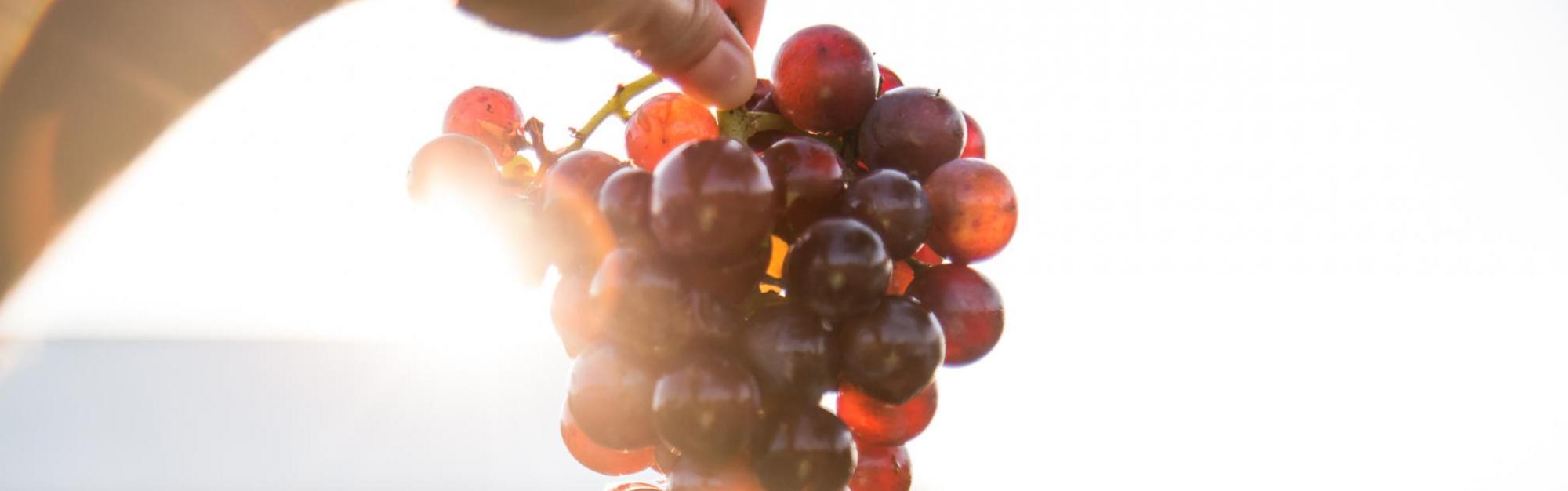 hand holding bunch of grapes