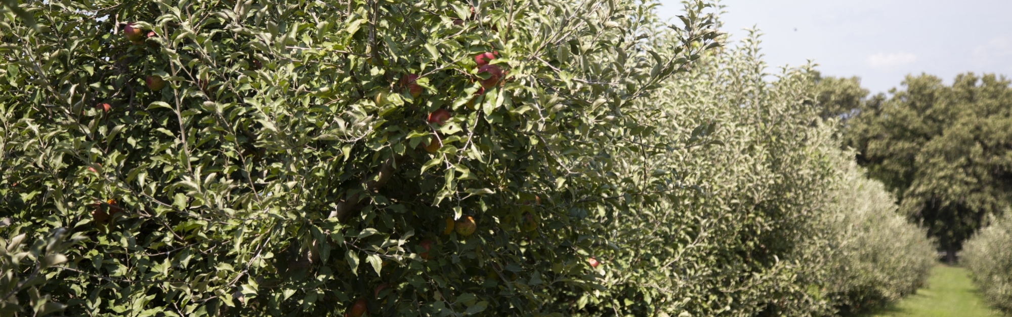 Apple Trees