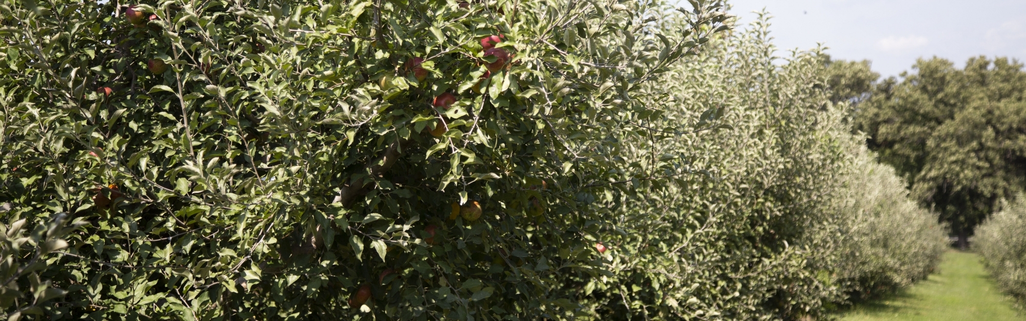 Apple Trees