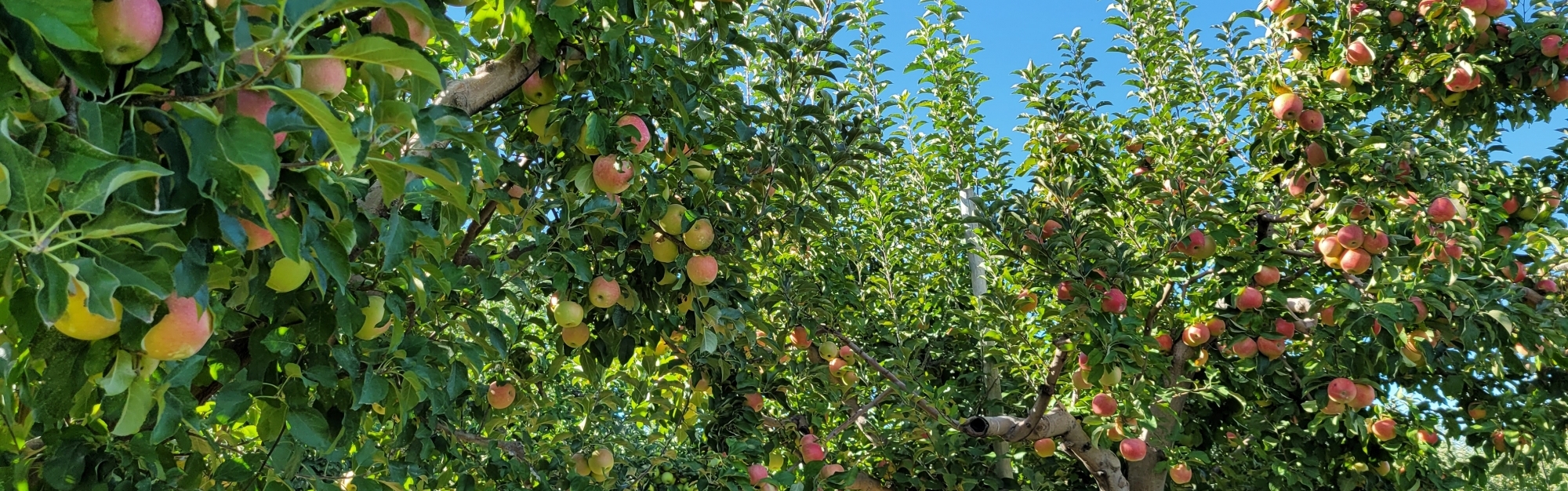 apples