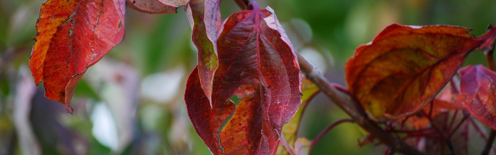 Purple-Red Fall Foliage of a Dogwood Shrub