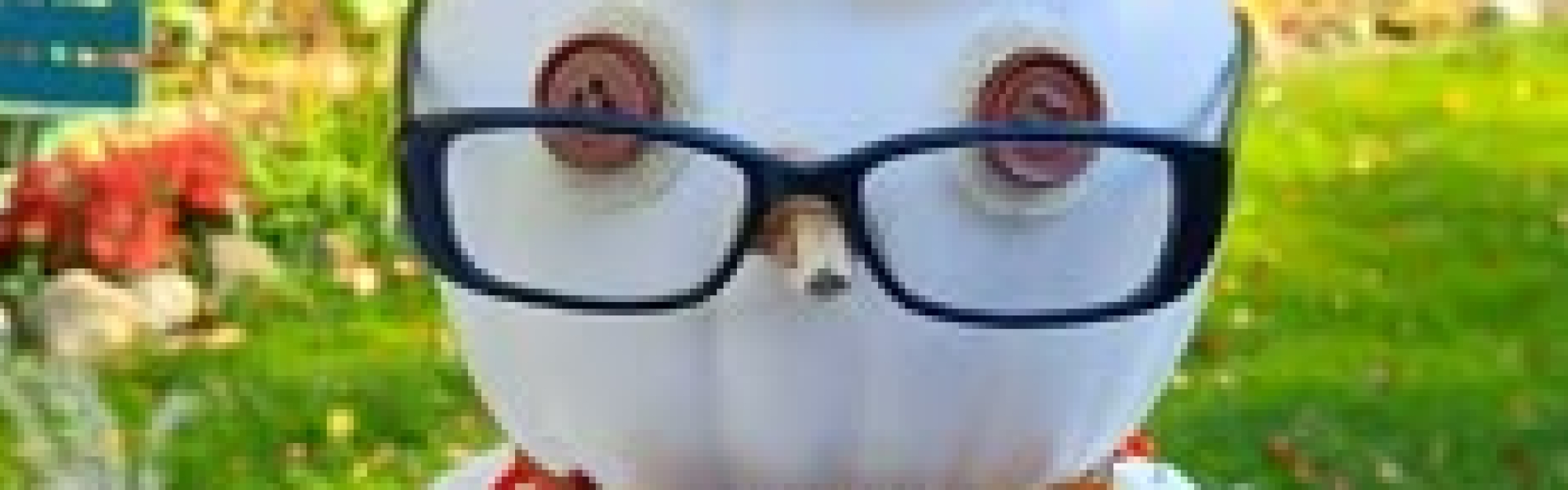 Pumpkin owl