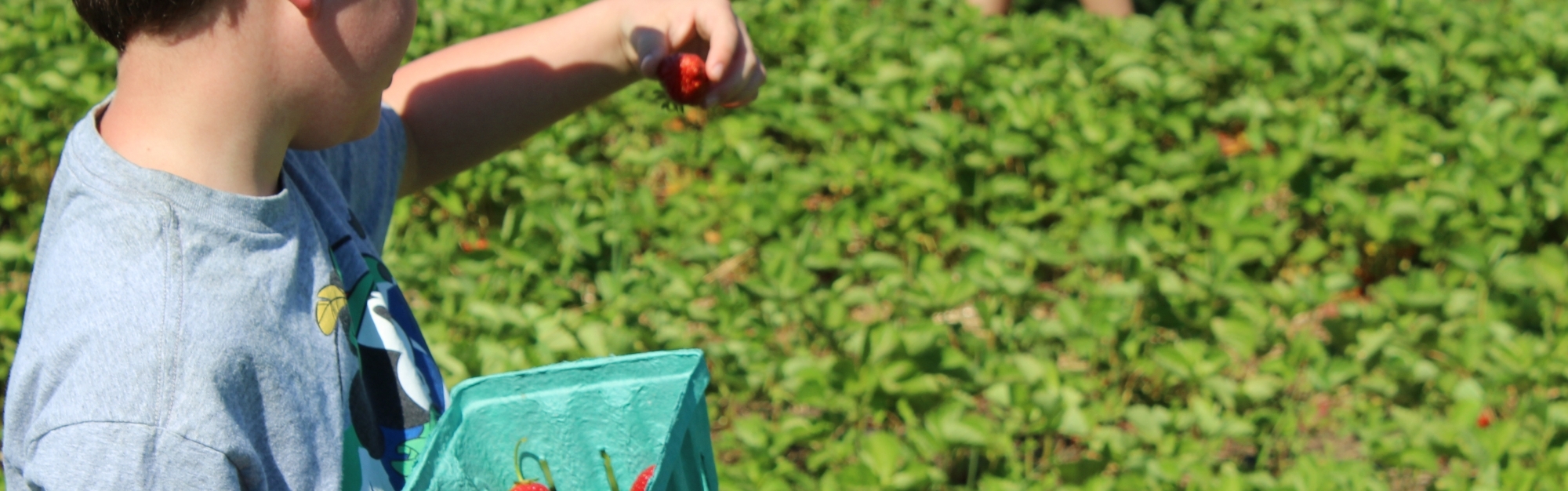 Boy Picking Strawberries