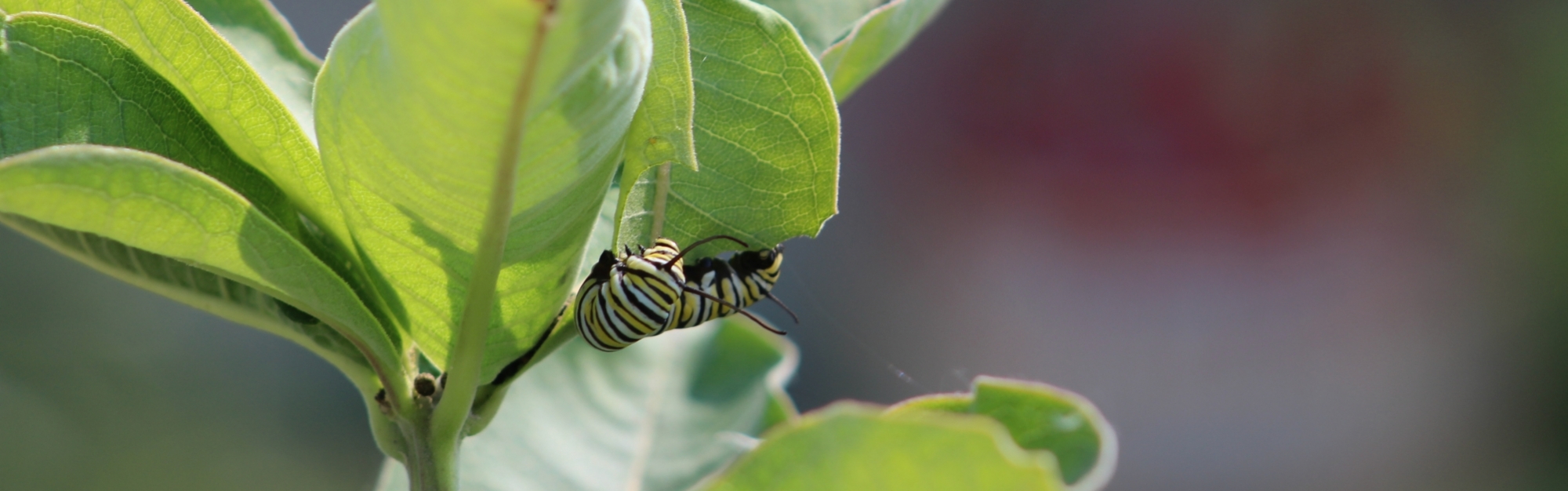 caterpillar