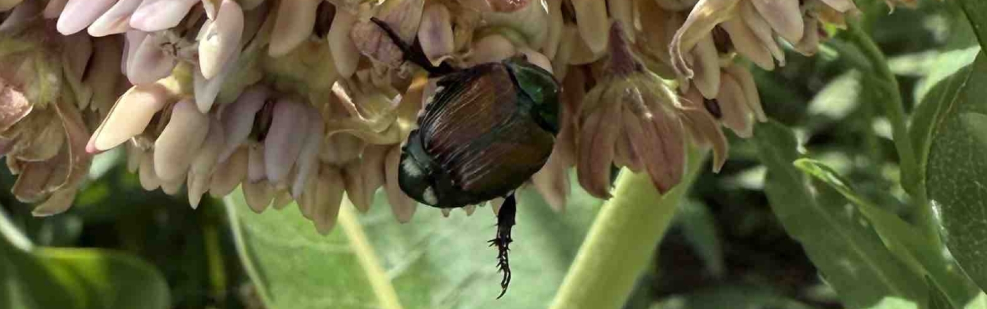 Japanese Beetle on Common Milkweed