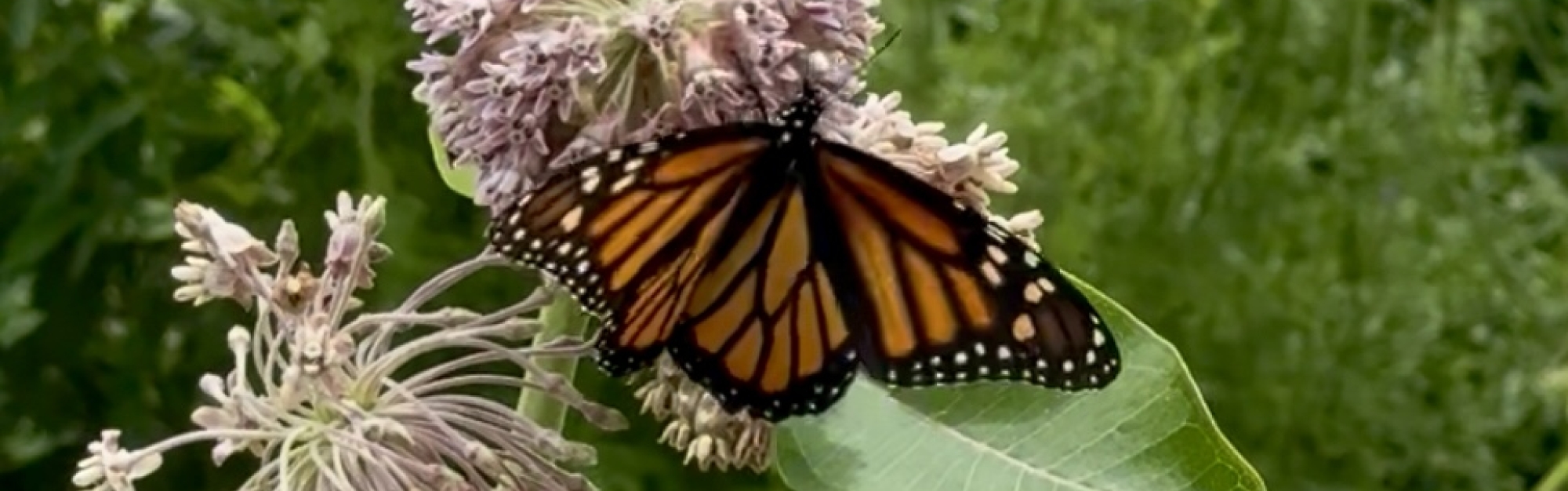 Monarch