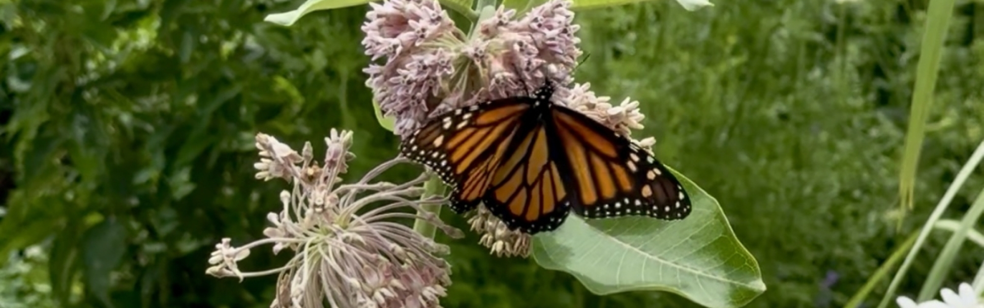 Monarch