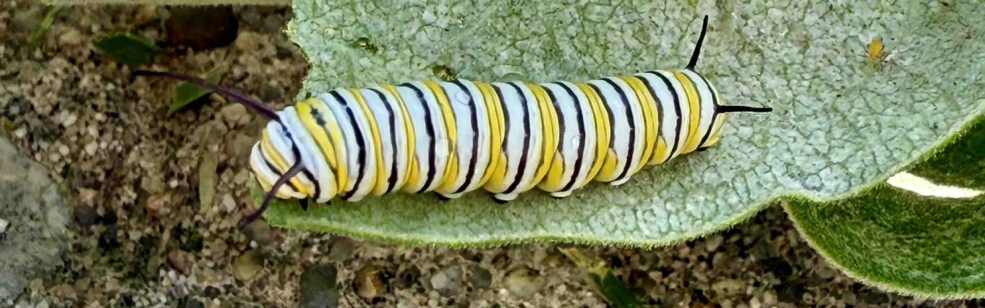 Monarch Caterpillar