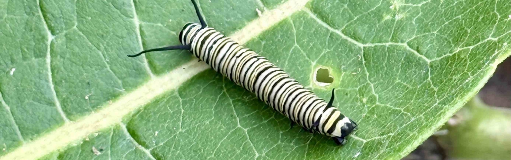 Monarch Caterpillar