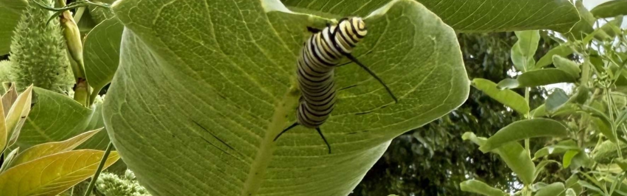 Monarch Caterpillar