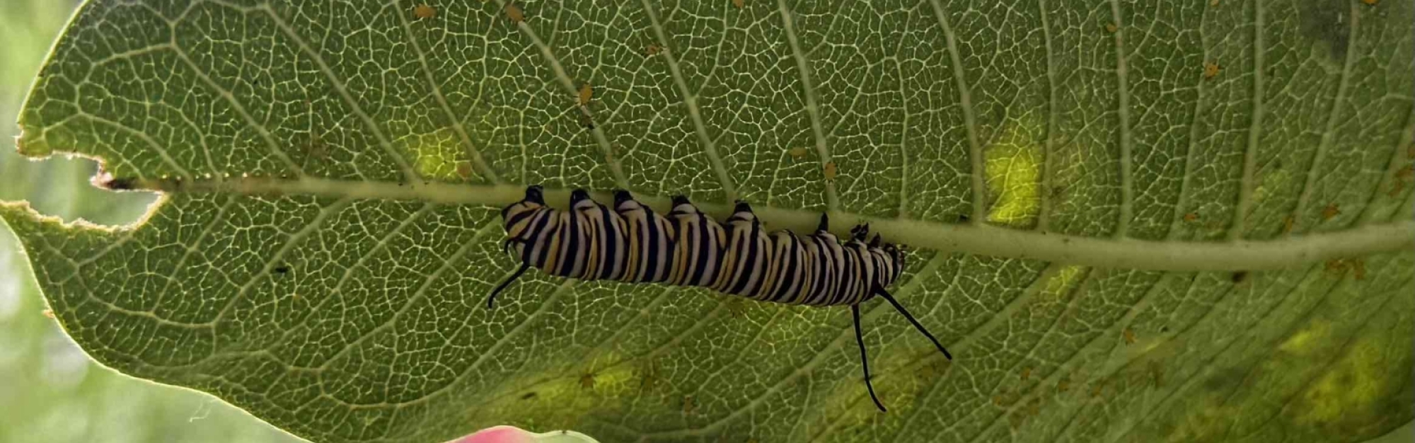 Monarch Caterpillar