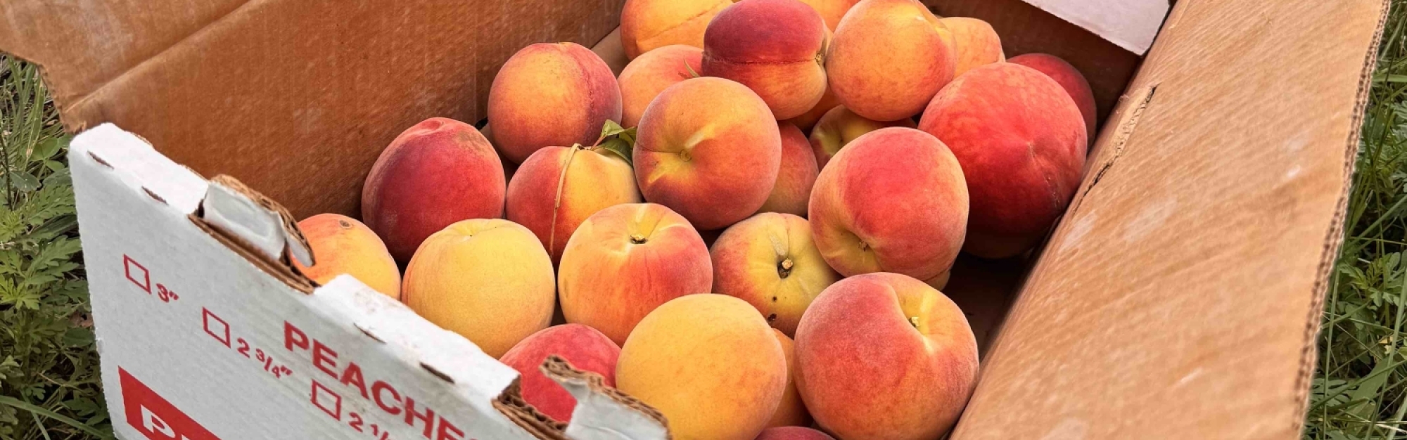 Box of Peaches