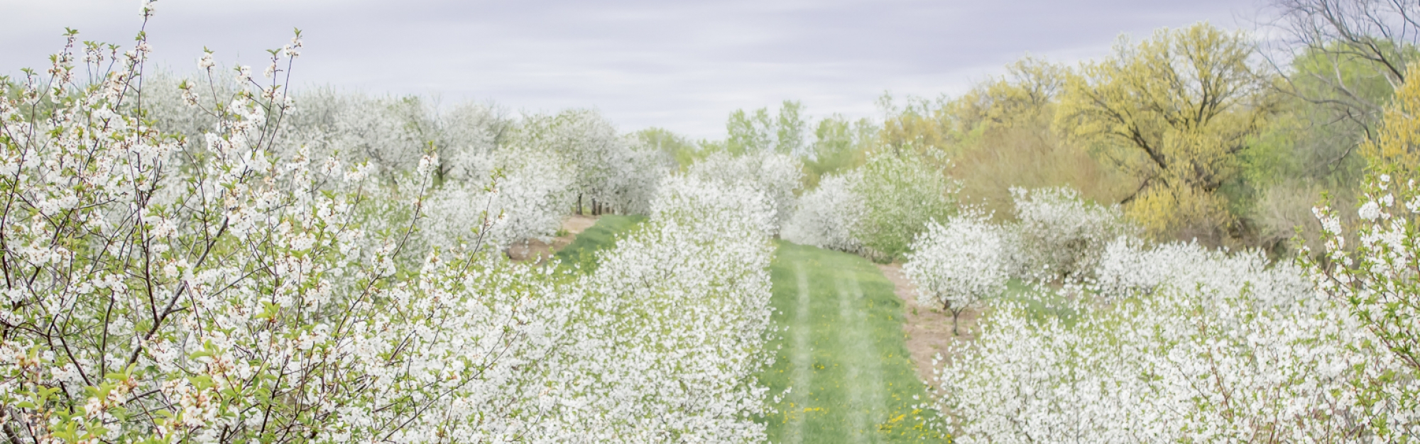 Apple Blossom