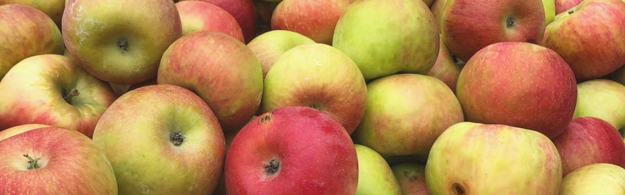 honeycrisp