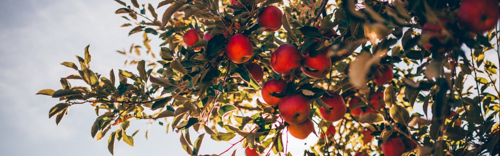 applejack festival 2019