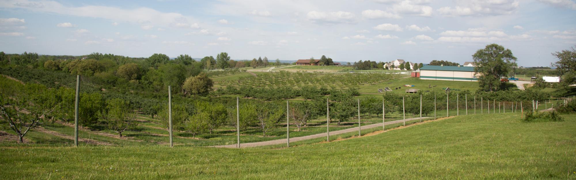 orchard and vineyard