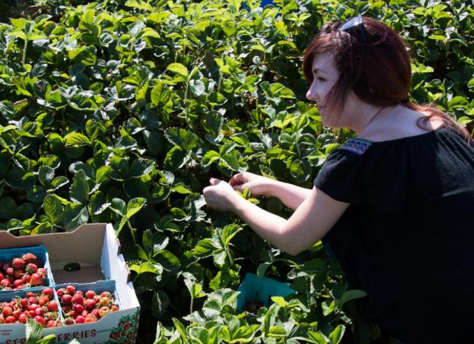 girl picking strawberries