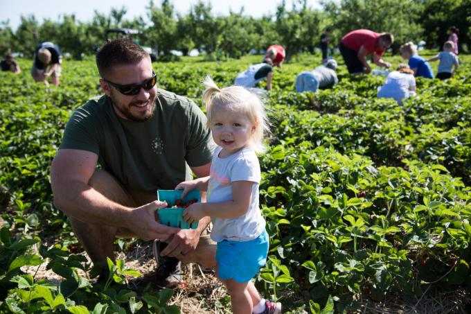 dad with little daughter in strawberry patch