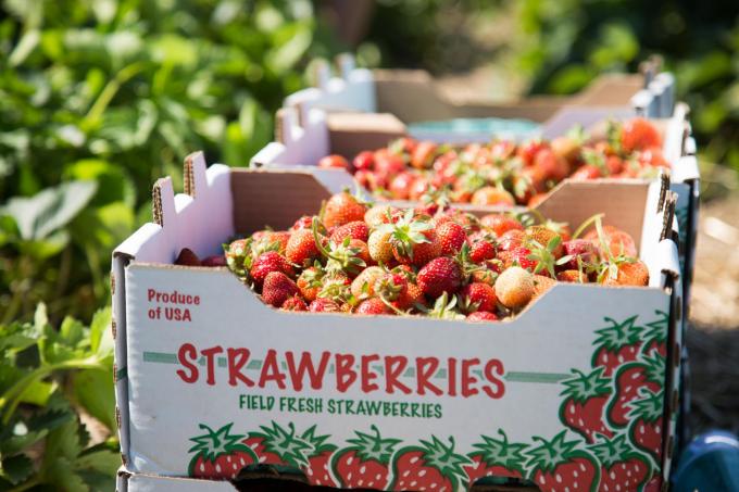 boxes of strawberries