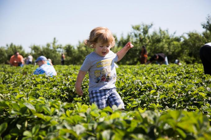 small child walking through strawberry patch