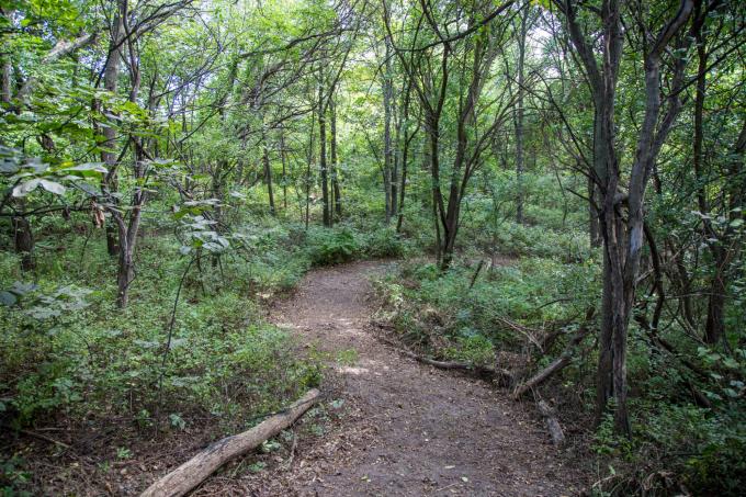 nature trail path